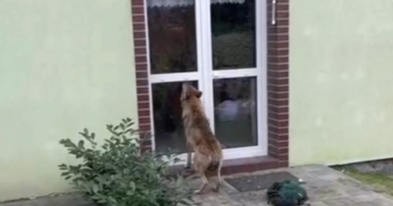 Wilk drapał łapami o szybę. Zaskakujące nagranie