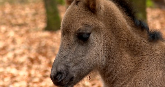 Koniki polskie żyją jak tarpany. To naturalne kosiarki