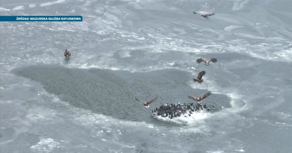 Niesamowite nagranie z Mazur. Bieliki polują niczym gang