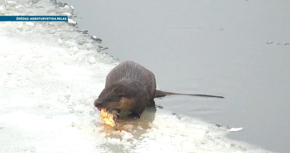 Wydry na lodzie. Zimą dają prawdziwy popis
