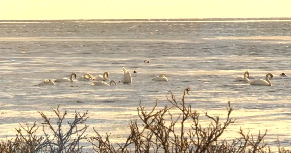 Lornetki w dłoń. Zimą i wiosną warto obserwować ptaki