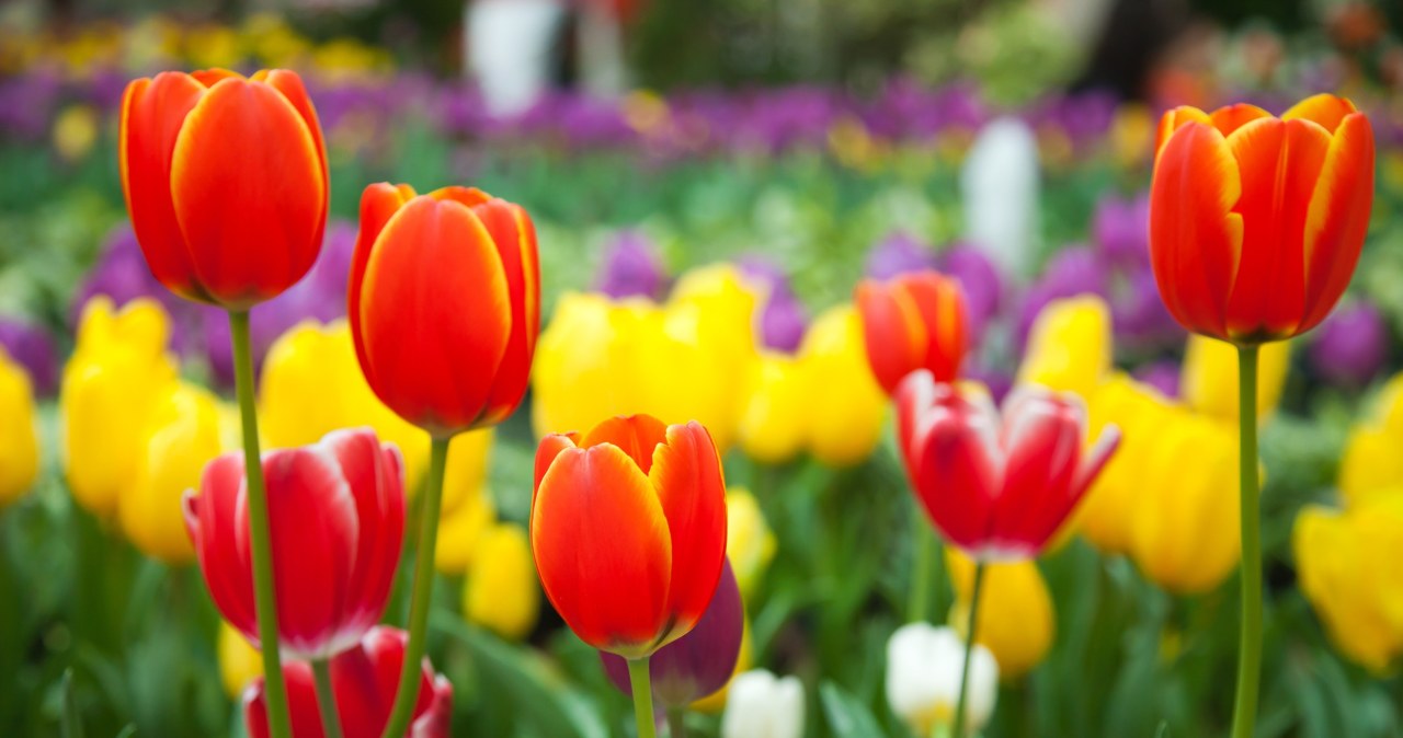 Nie musisz jechać do Holandii na Festiwal Tulipanów. Rzut beretem od Krakowa pozostało piękniej