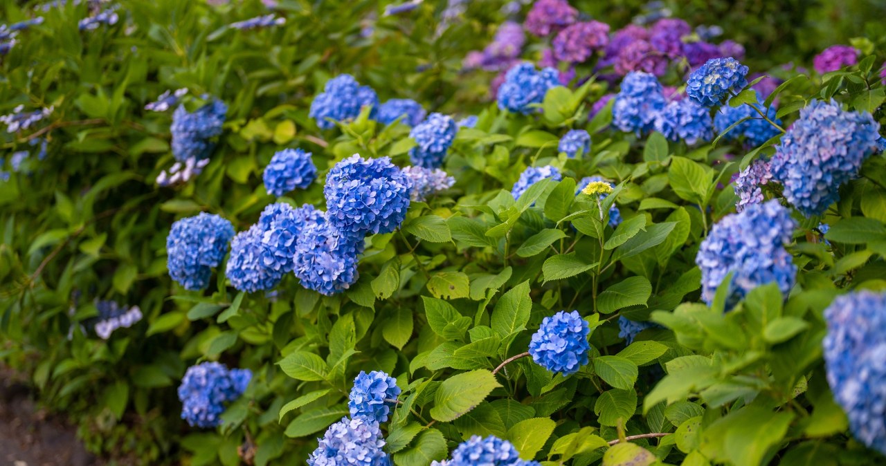 Tego nawozu nie stosuj do hortensji. Może on zniszczyć kolor kwiatów