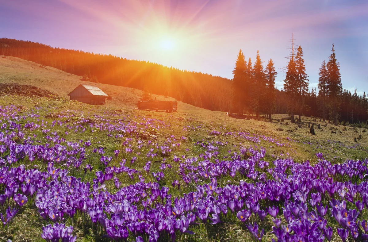 Pogoda w najbliższych dniach będzie nas rozpieszczać. Na południu kraju termometry wskażą lokalnie nawet 21 stopni Celsjusza, mimo że wciąż mamy kalendarzową zimę.