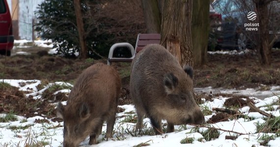 "Wydarzenia": Policjanci radiowozem bezpiecznie odprowadzili dzika do lasu