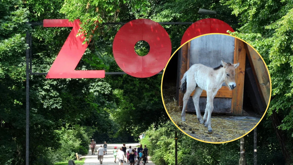 Prima i Lars, para koni Przewalskiego, powitała na świecie swoje trzecie dziecko w warszawskim zoo. Tym razem jest to ogierek, który dołączył do swoich starszych sióstr: Omni i Prerii. Zoo ogłosiło plebiscyt na imię dla źrebaka. Ma zaczynać się na literę "R".