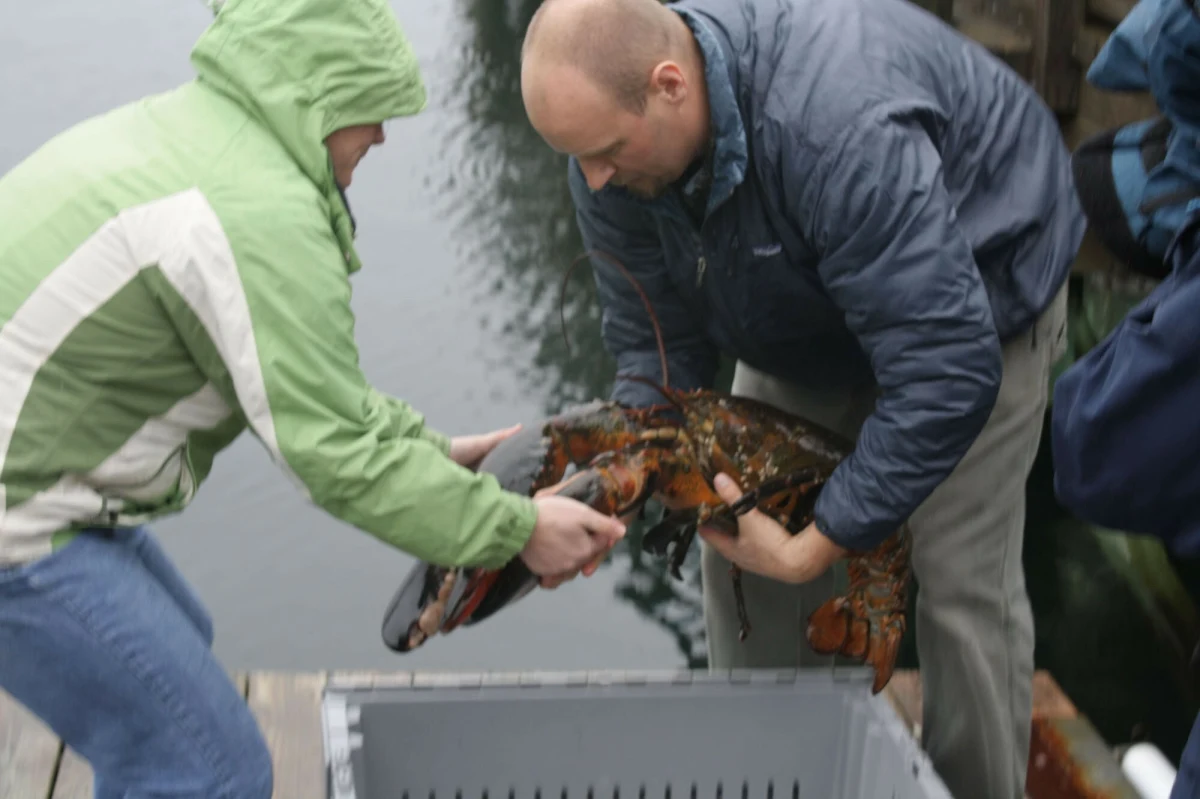Amerykańskie połowy homarów, dokonywane przez rybaków ze stanu Maine maleją od lat. Spada liczba młodych skorupiaków osiedlających się w Nowej Anglii. Nieoczekiwanie w przemysł poławiania homarów wkroczyła polityka. 