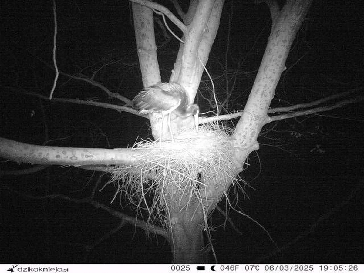 Bociany białe już w Polsce są i to nie niespodzianka, ale ten ptak to przyrodnicza sensacja. Umieszczona pod Szczecinkiem w Zachodniopomorskiem fotopułapka zarejestrowała wyjątkowo wczesny powrót do gniazda bociana czarnego. Ten bardziej skryty i unikający ludzi kuzyn znanych wszystkim boćków zaskoczył leśników.