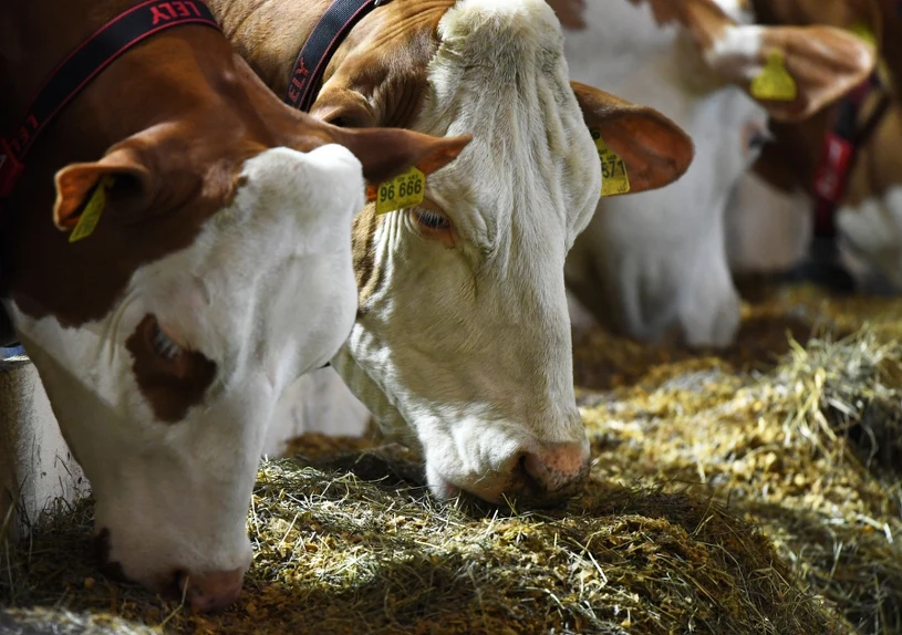 Skażone mięso może wciąż trafiać do UE. Niepokojące wnioski z audytu