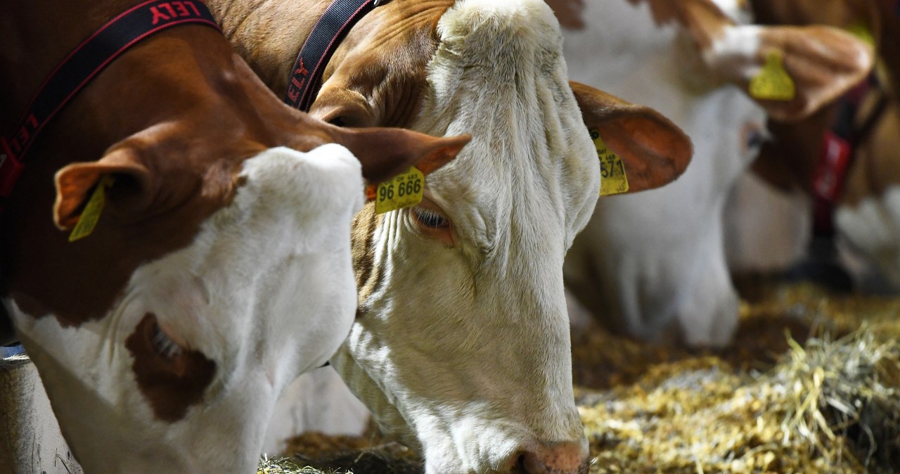 Skażone mięso może wciąż trafiać do UE. Niepokojące wnioski z audytu