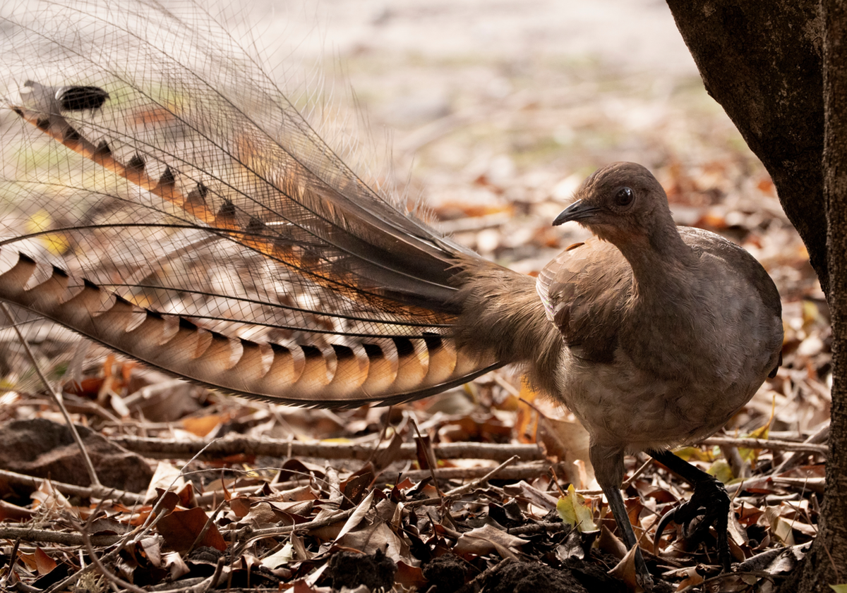 Ptak, który pomaga w zapobieganiu pożarom. Zachowuje się jak bażant