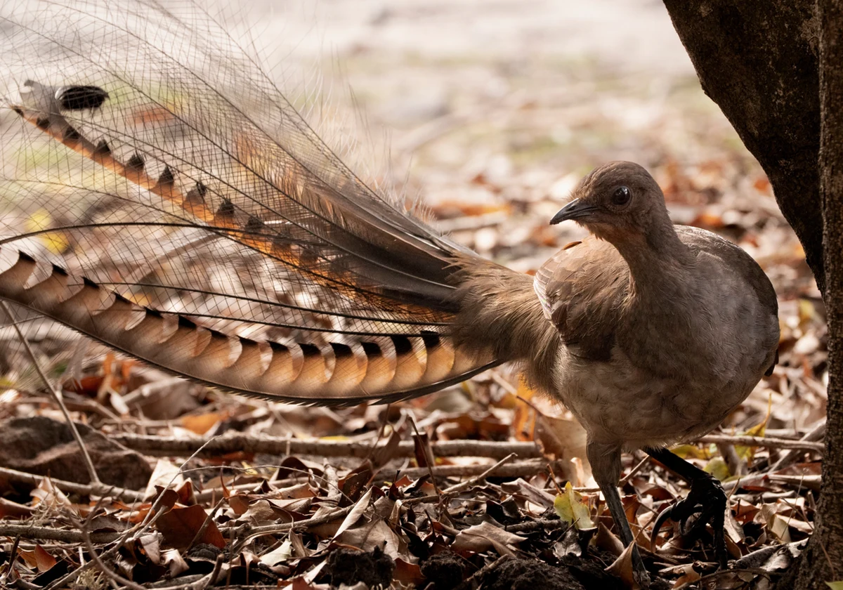 Jest znany z efektownego ogona i nieograniczonych zdolności do przedrzeźniania. Lirogon wspaniały – australijski ptak z rzędu wróblowatych, okazuje się również zapobiegliwym farmerem. O jego zdolnościach donosi pismo "Journal of Animal Ecology".