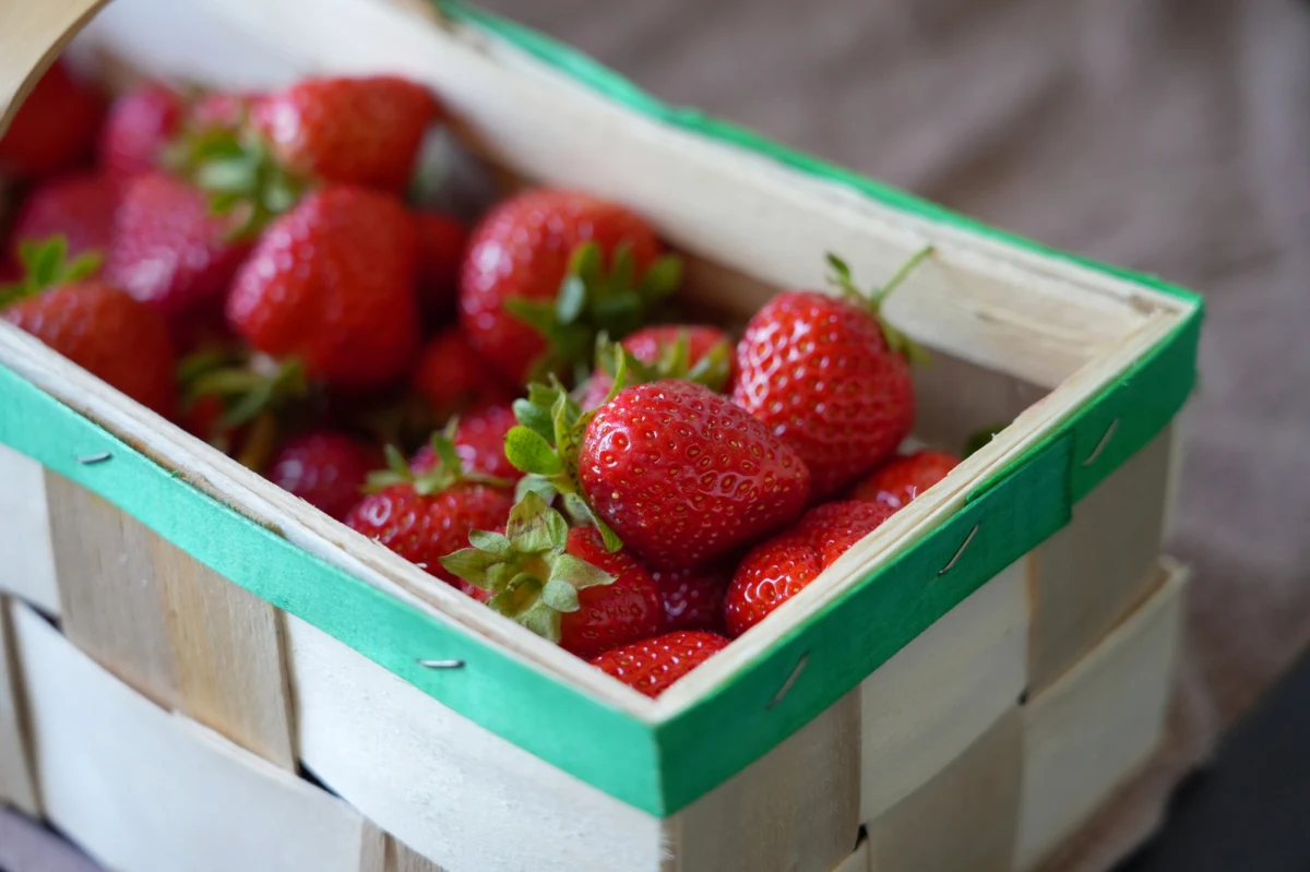 ​Kaszuby, znane z malowniczych krajobrazów i bogatej kultury, mają jeszcze jeden powód do dumy - truskawkę kaszubską, która zajęła drugie miejsce w rankingu najlepszych owoców świata serwisu TasteAtlas.