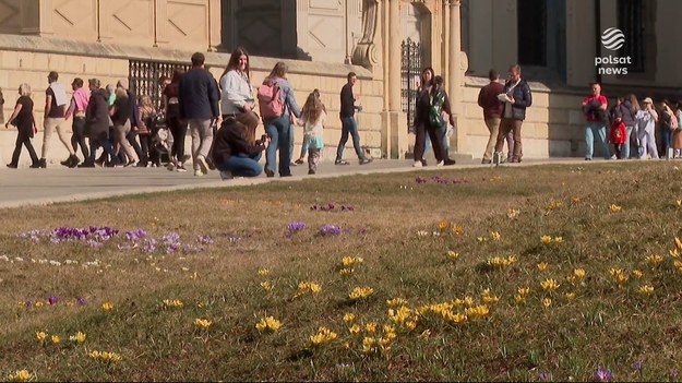Z jednej strony wyjątkowo ciepły marzec cieszy, bo każdy z nas po zimie spragniony jest słońca i wyższych temperatur. Z drugiej to, co nagle zaczyna kwitnąć, przy ewentualnych przymrozkach w jedną noc może zmarznąć. O wyjątkowo ciepłym marcu i jego konsekwencjach dla ''Wydarzeń'' Agata Gwizdała.