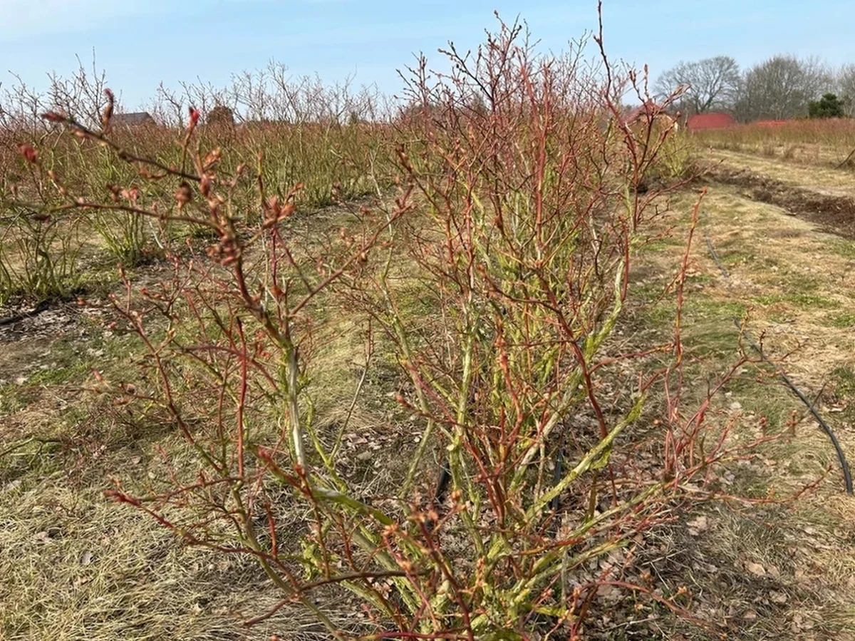 "Pracę trzeba wykonać. Już nie ma odwrotu. My się musimy dostosować do tego klimatu, jaki teraz jest" - mówi reporterowi RMF FM Stanisławowi Pawłowskiemu Maciej Hinc, właściciel pola borówki amerykańskiej w Mezowie na Kaszubach. W tym roku, podobnie jak i w poprzednich, rolnicy muszą zmierzyć się z wyzwaniami, które niesie za sobą zmieniający się klimat. Na kaszubskich plantacjach prace rozpoczynają się niezwykle wcześnie.