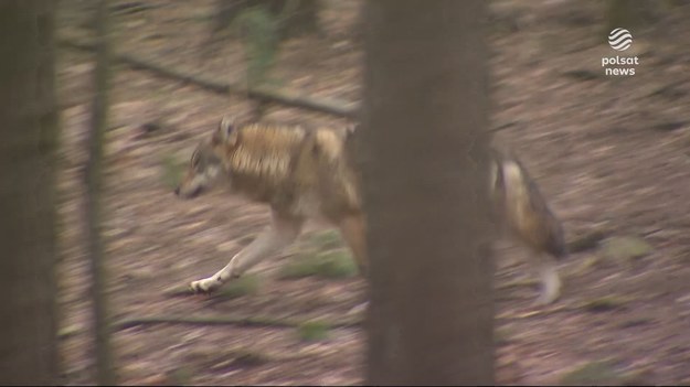 Kilka zagryzionych, kilkanaście rannych - wilki miały zaatakować stado owiec w lubuskim Goszczanowcu, choć Regionalna Dyrekcja Ochrony Środowiska jeszcze nie przesądza, czy zwierząt nie zaatakowały zdziczałe psy. Pod Olsztynem wilk porwał domowego psa prosto z posesji, pies nie był zabezpieczony. O tym, kiedy winny jest człowiek, a kiedy wilk - w materiale dla "Wydarzeń" - Magdalena Hykawy.