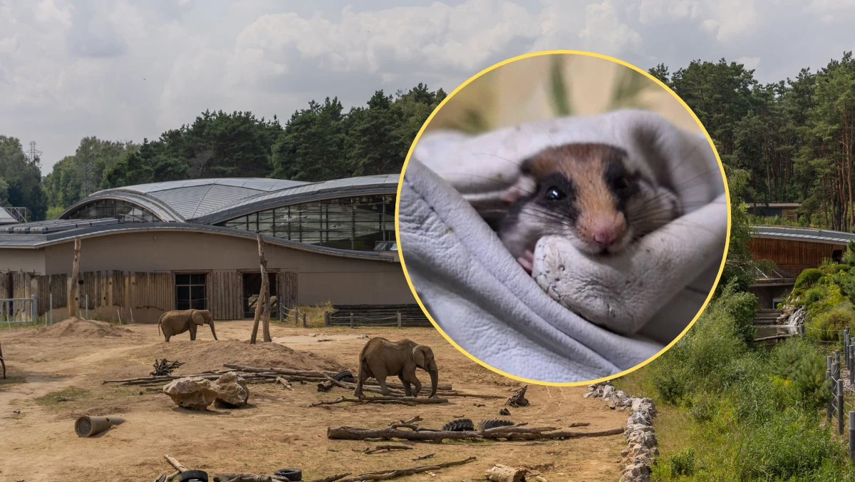 Poznański ogród zoologiczny ma nową mieszkankę. Żołędnica Europejska do Polski przyjechała na gapę z Francji.