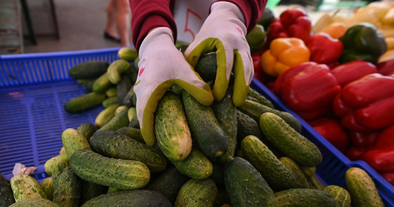 Rekordowe ceny ogórków. Tegoroczne zbiory są choćby o 70 proc. mniejsze