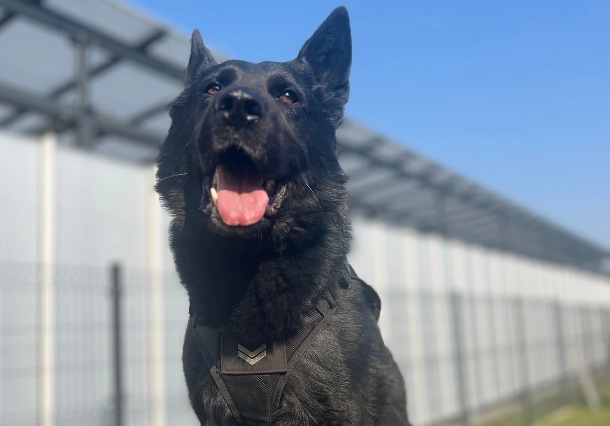 Policyjny pies wytropił sprawcę włamania do kościoła pod Darłowem (woj. zachodniopomorskie). Owczarek Nabat doprowadził policjantów do domu 39-latka. Sprawca był pijany i spowodował zniszczenia we wnętrzu świątyni. 
