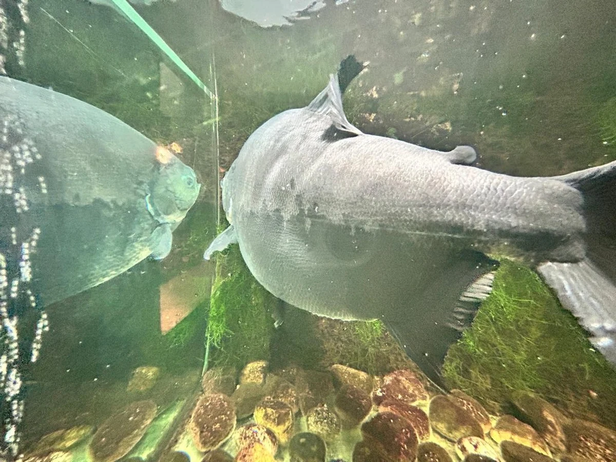 Akcja ratowania najstarszej piranii w Polsce w Muzeum Rybołówstwa Morskiego w Świnoujściu. Pękło ogromne akwarium, w którym pływała ponad 40-letnia Kaśka. Ryba została przeniesiona do tzw. mausera dostarczonego przez strażaków. Nowe stałe lokum dla niej będzie gotowe za kilkanaście dni.