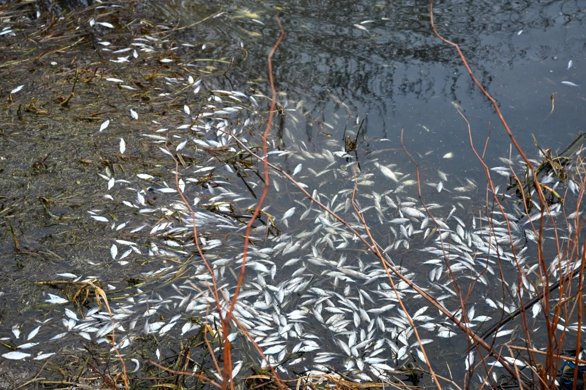 Setki, a może i tysiące śniętych ryb, głównie narybku, dryfuje w dopływie uchodzącym do jeziora Jamno, niedaleko Mielna (woj. zachodniopomorskie). Jak przekazał rzecznik prasowy Wojewódzkiego Inspektoratu Ochrony Środowiska w Szczecinie Michał Ruczyński, na miejscu trwają oględziny ekspertów.