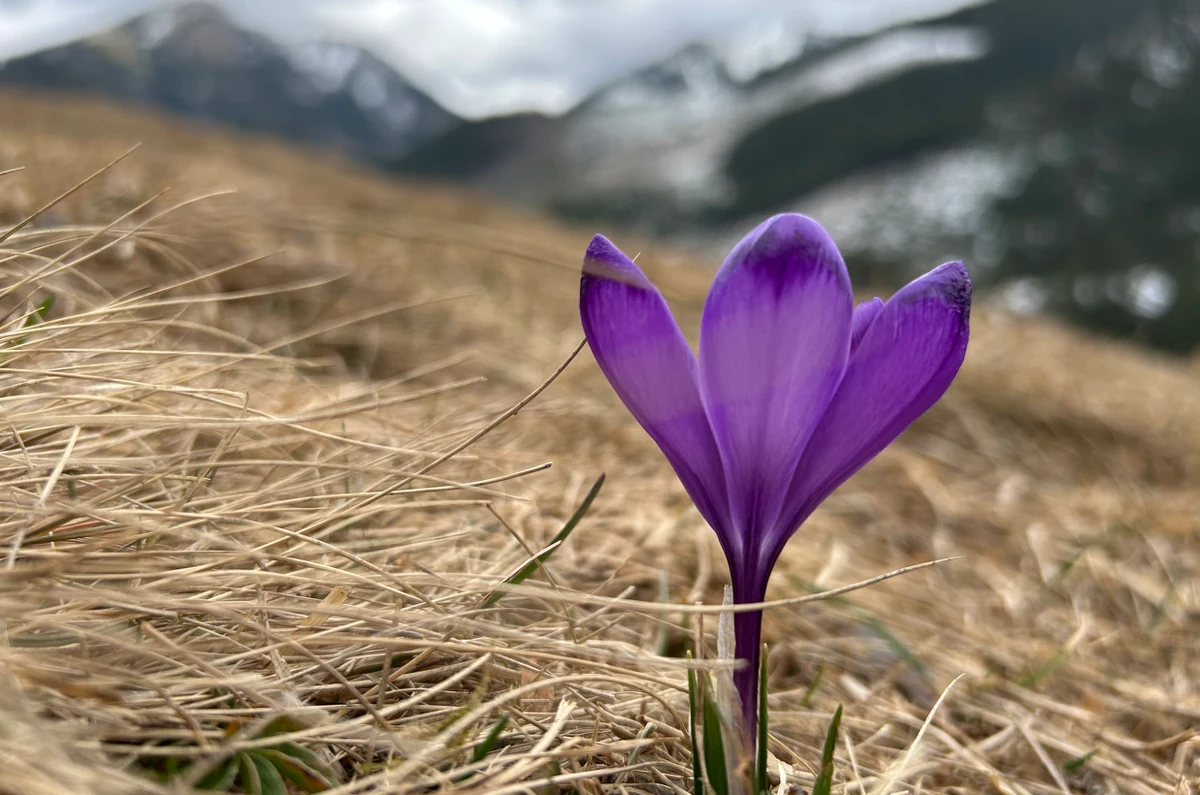 Na Polanie Chochołowskiej w Tatrach pojawiły się pierwsze w tym roku krokusy. Na razie nie ma efektu fioletowego dywanu, ale gdzieniegdzie pojawiły się większe, fioletowe kępki. Pojawili się także pierwsi amatorzy urokliwych kwiatów.
