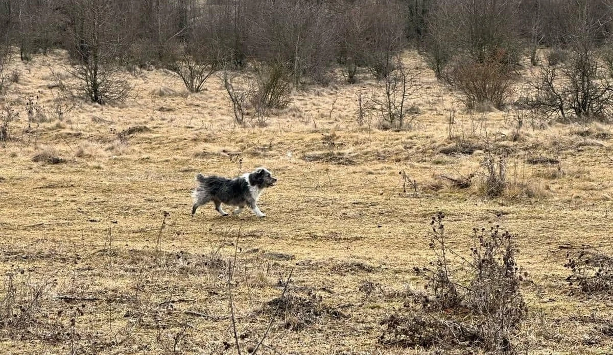 Prawie pół tysiąca osób - funkcjonariuszy m.in. policji, straży, straży granicznej i wojska, a także mieszkańców ukraińskich Czerniowców i okolic - było zaangażowanych w poszukiwania 3-letniego chłopca, który wyszedł z domu swojej babci i ślad po nim zaginął. Dziecko zagubiło się i spędziło zimną, deszczową noc w wąwozie na lokalnym wysypisku śmieci. Chłopiec przeżył tylko dzięki ciepłu psa, który trwał przy nim przez cały czas.
