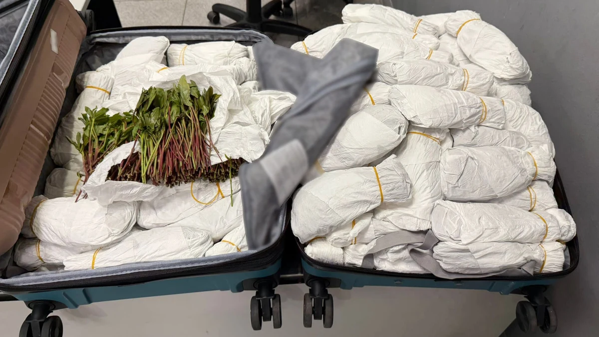 Blisko 50 kilogramów khatu, czyli rośliny o właściwościach odurzających przejęli na lotnisku Chopina w Warszawie funkcjonariusze Krajowej Administracji Skarbowej. Paczki z liśćmi ukryte były w walizkach, z którymi z Tel Awiwu do Frankfurtu podróżowała 21-letnia obywatelka Izraela.