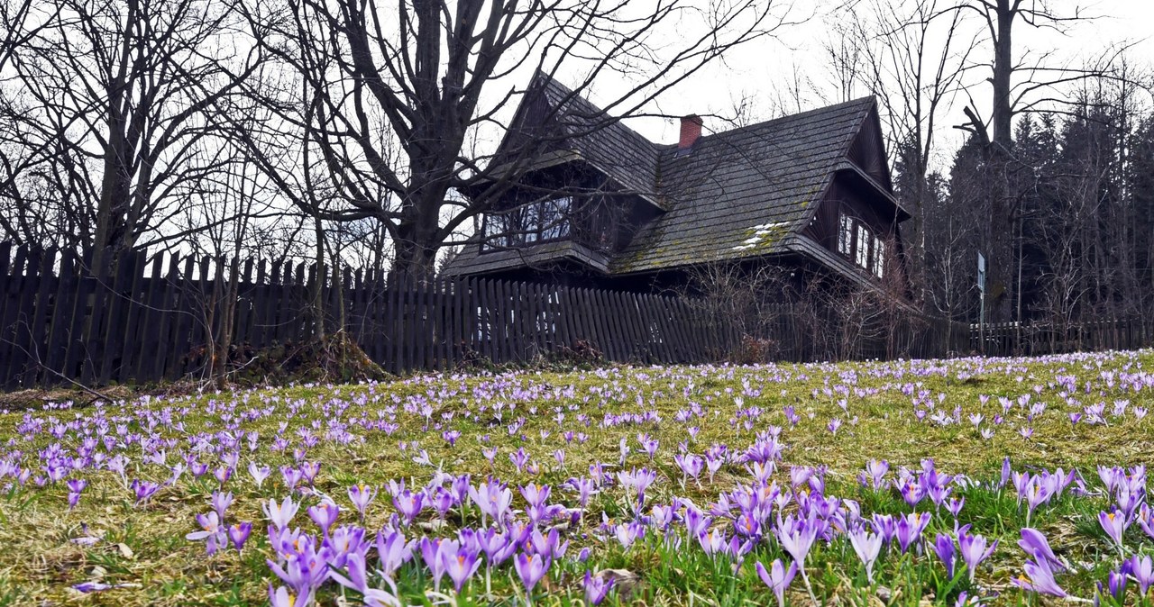 ​Dywany krokusów, schronisko i mniej ludzi niż w Tatrach. Idealny szlak na wiosenną wycieczkę