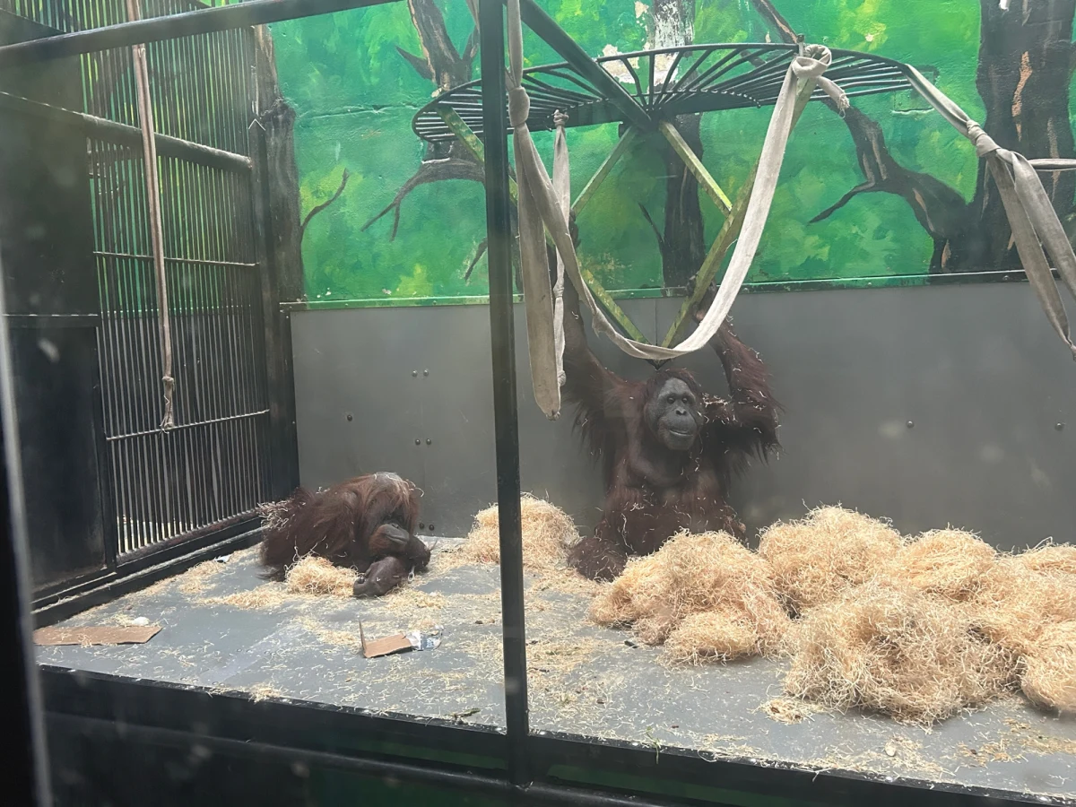 Orangutany Albert i Raja skończyły 53 lata. Na co dzień mieszkają w Gdańskim Ogrodzie Zoologicznym. To prawdziwi emeryci wśród tych człekokształtnych, są jednymi z najstarszych osobników w Europie. 