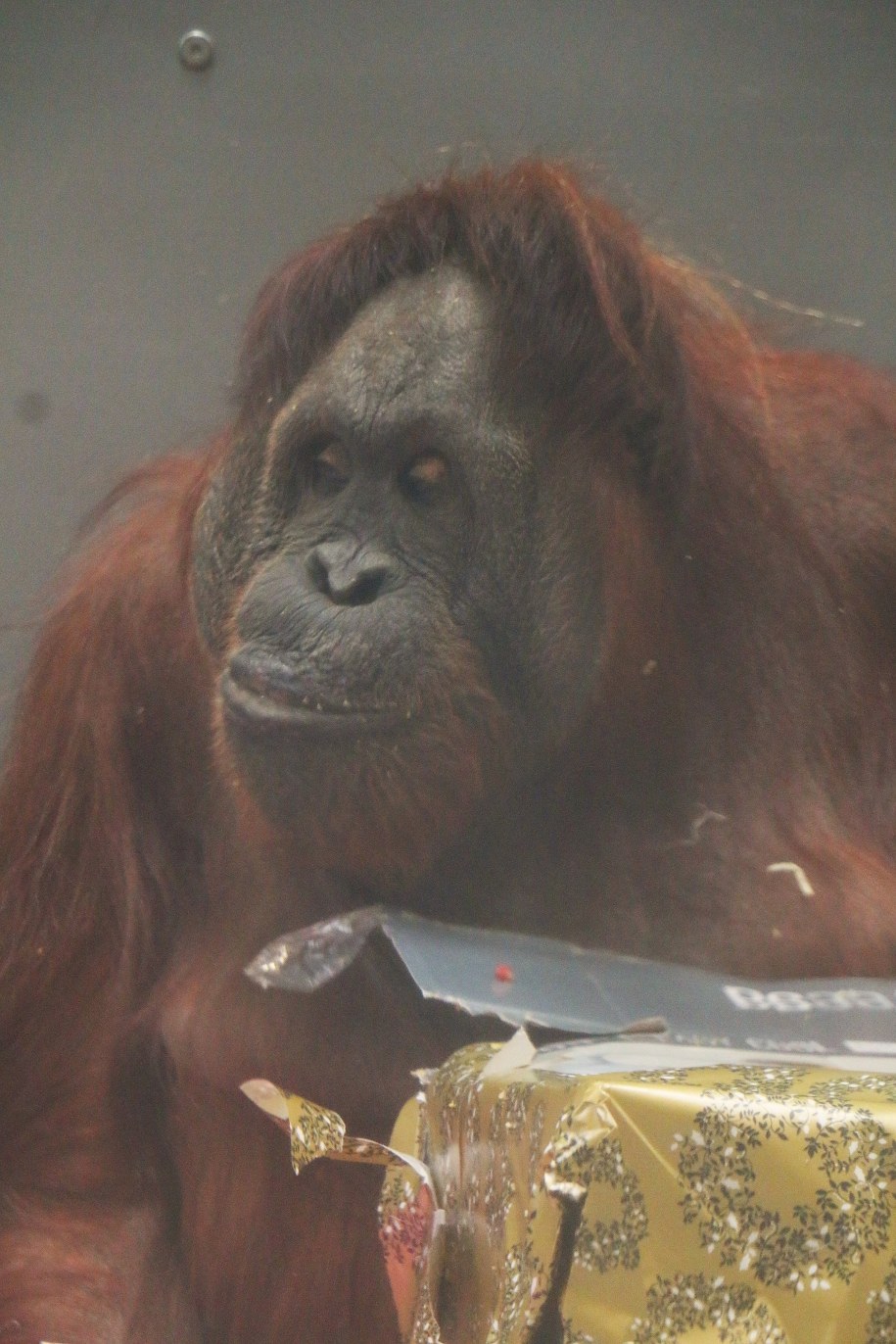 /fot. Magdalena Paprocka / ZOO Gdańsk /Materiały prasowe