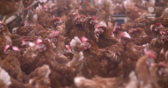 ''Wydarzenia'': Pomór kur na Podkarpaciu. Prawie 40 tys. kur ze śmiertelną chorobą
