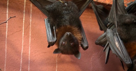 Nietoperze pod ochroną. Co grozi za ich płoszenie?