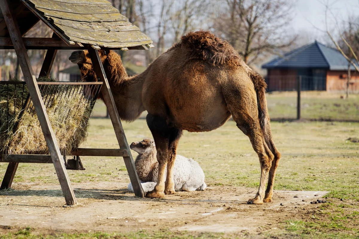 30-kilogramowe maleństwo jest nowym mieszkańcem zoo Borysew w Łódzkiem. Do rodziny dromaderów - wielbłądów jednogarbnych - na początku marca dołączyła samiczka, urodzona w tym ogrodzie.