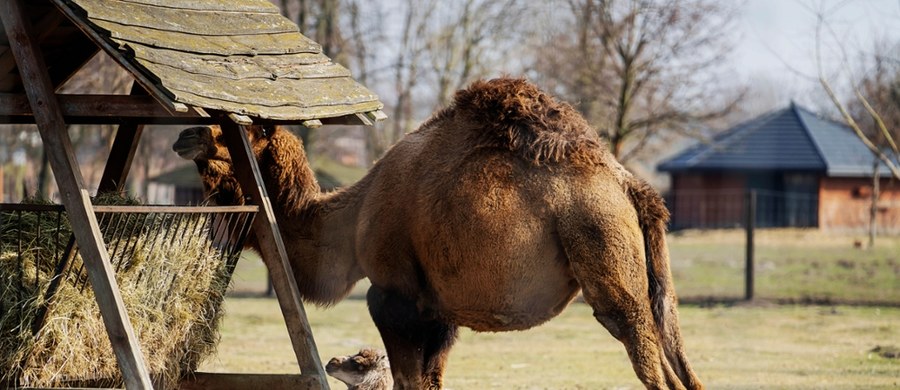 30-kilogramowe maleństwo jest nowym mieszkańcem zoo Borysew w Łódzkiem. Do rodziny dromaderów - wielbłądów jednogarbnych - na początku marca dołączyła samiczka, urodzona w tym ogrodzie.