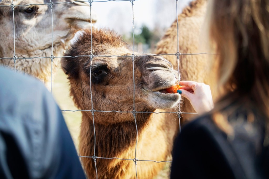 Tak prezentuje się nowa lokatorka ZOO Borysew - niespełna 2-tygodniowa dromaderka / fot. ZOO Borysew / Materiały prasowe ZOO Borysew