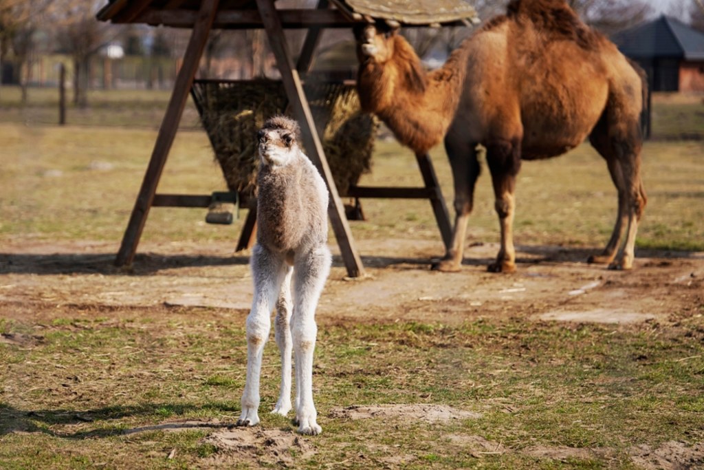 Tak prezentuje się nowa lokatorka ZOO Borysew - niespełna 2-tygodniowa dromaderka / fot. ZOO Borysew / Materiały prasowe ZOO Borysew