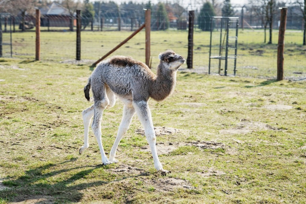 Tak prezentuje się nowa lokatorka ZOO Borysew - niespełna 2-tygodniowa dromaderka / fot. ZOO Borysew / Materiały prasowe ZOO Borysew