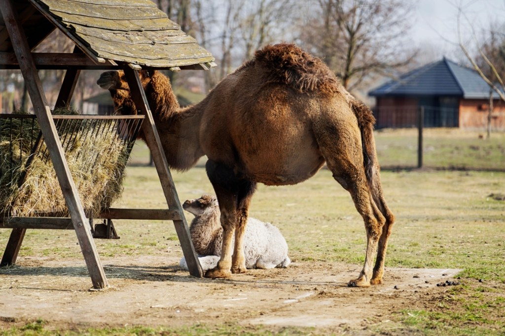 Tak prezentuje się nowa lokatorka ZOO Borysew - niespełna 2-tygodniowa dromaderka / fot. ZOO Borysew / Materiały prasowe ZOO Borysew