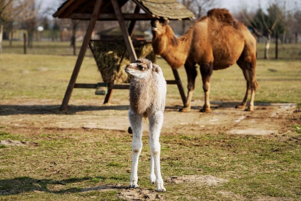 Tak prezentuje się nowa lokatorka ZOO Borysew - niespełna 2-tygodniowa dromaderka / fot. ZOO Borysew / Materiały prasowe ZOO Borysew