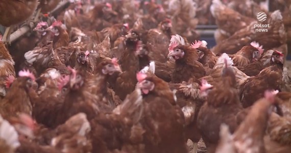 "Wydarzenia": 37 tysięcy kur poszło na rzeź. Powodem dwa ogniska rzekomego pomoru drobiu