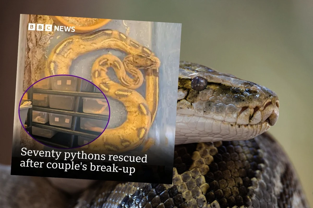 Wolontariusze z organizacji ratującej egzotyczne zwierzęta dokonali szokującego odkrycia w jednym z domów w Anglii. Znalezli tam ok. 70 zaniedbanych pytonów. Porzucił je mężczyzna po rozstaniu ze swoją partnerką. Sytuacja, z którą się zmierzyli się wolontariusze, przeszła najśmielsze wyobrażenia.