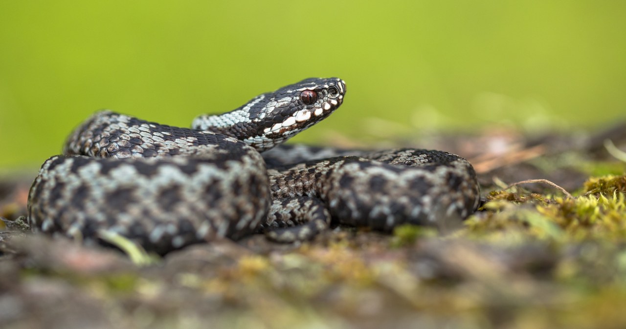 „Już się obudziła”. Polscy leśnicy pokazali zdjęcie „Już się obudziła”. Polscy leśnicy pokazali zdjęcie