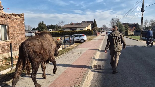 Przypadku tu nie było, żubrzyca od wielu dni stopniowo odłączała się od stada. Aż w końcu wyczekała odpowiednią chwilę, znalazła dziurę w płocie i ruszyła w podróż życia. Długo wolnością się nie nacieszyła, ale co zobaczyła, to z nią zostanie. O uciekinierce z rezerwatu pod Tychami, dla ''Wydarzeń'' Michał Mitoraj.