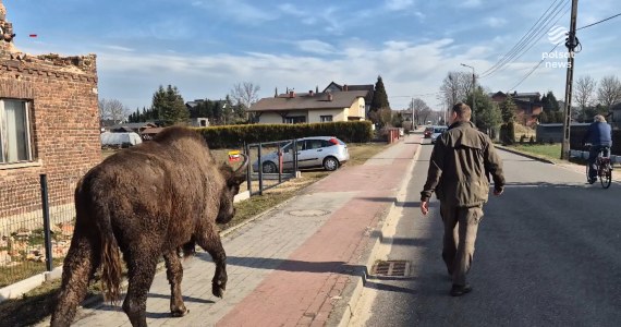''Wydarzenia'': Żubrzyca uciekła z rezerwatu w Tychach. Nie cieszyła się wolnością długo