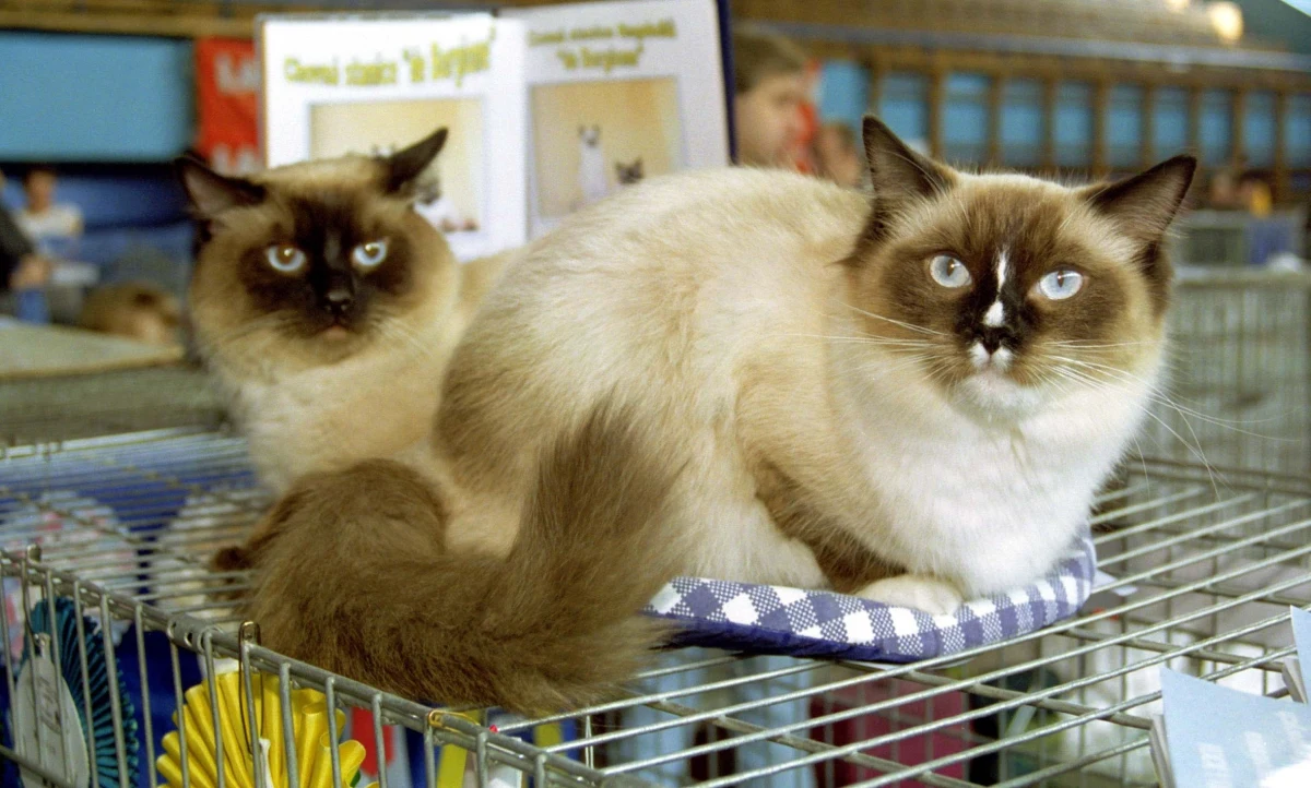 Perski, norweski leśny czy brytyjski krótkowłosy - to rasy kocich ślicznotek, jakie będzie można podziwiać w sobotę, 15 marca, w Pasażu Łódzkim. Mruczące, czworonożne doskonałości pojawią się na wybiegu od godz. 10. W finale Pokazu Kotów Rasowych zostanie wybrany Kot Publiczności. Ogłoszone będą też wyniki konkursu Top Cat SCC za 2024 rok.