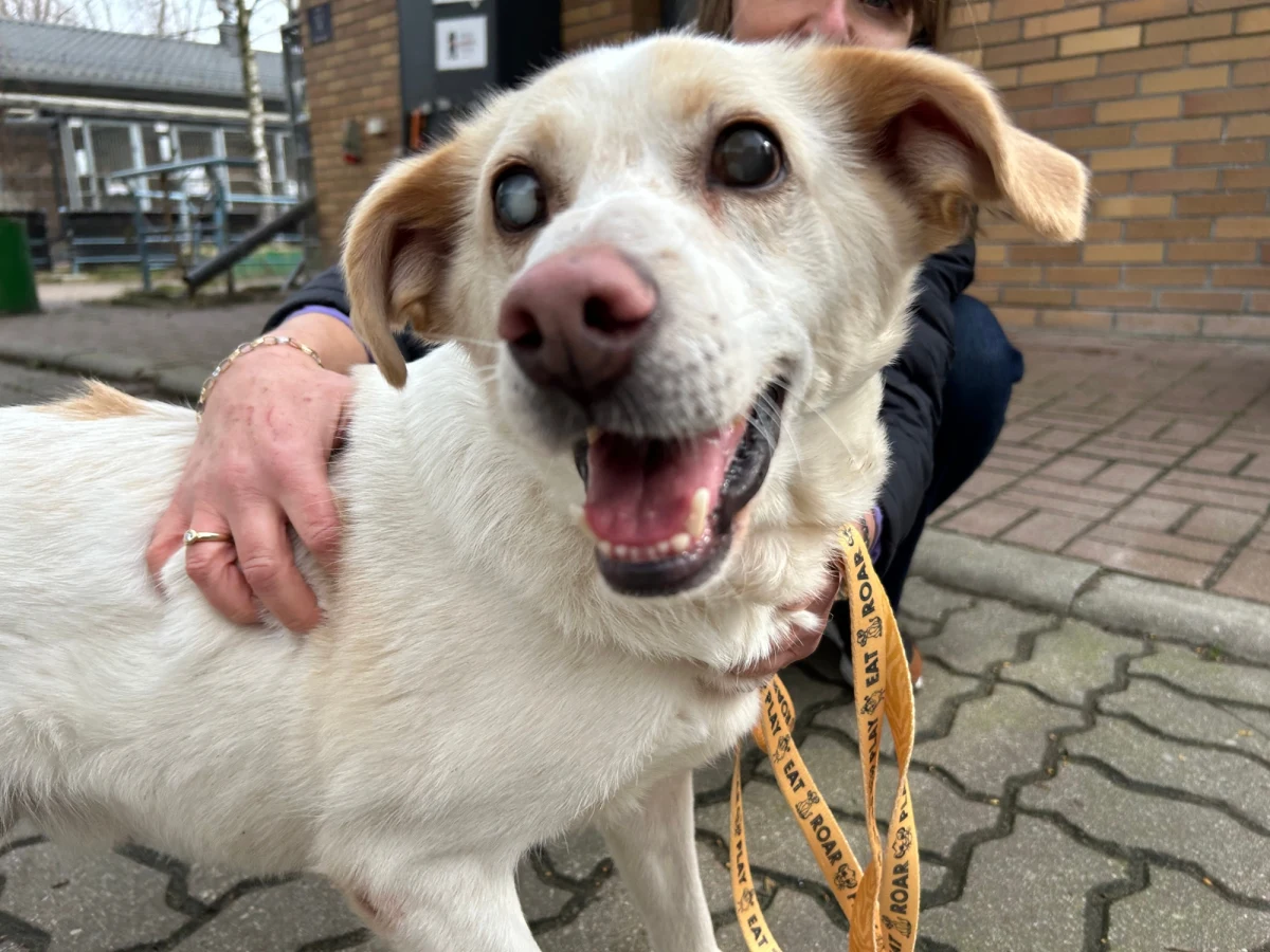 Adoptuj Warszawiaka - pod takim hasłem Schronisko na Paluchu organizuje niedzielny spacer w Parku Szczęśliwickim w stolicy. To będzie okazja do poznania setki schroniskowych psiaków i rozmowy z wolontariuszami o adopcji. Twarzą wydarzenia jest Adys, niewidomy pies o fantastycznym charakterze, który od roku czeka na dom.