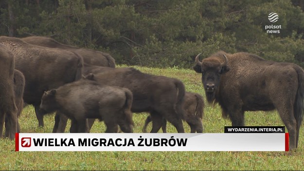 Liczące ponad setkę osobników stado żubrów przewędrowało z Puszczy Białowieskiej do Knyszyńskiej. To wniosek z zimowego liczenia tych zwierząt w północno-wschodniej Polsce i pierwsza tak duża potwierdzona migracja. To dobra wiadomość dla przyrody, bo mieszanie się genów jest korzystne dla całej populacji. Przemysław Sławiński.