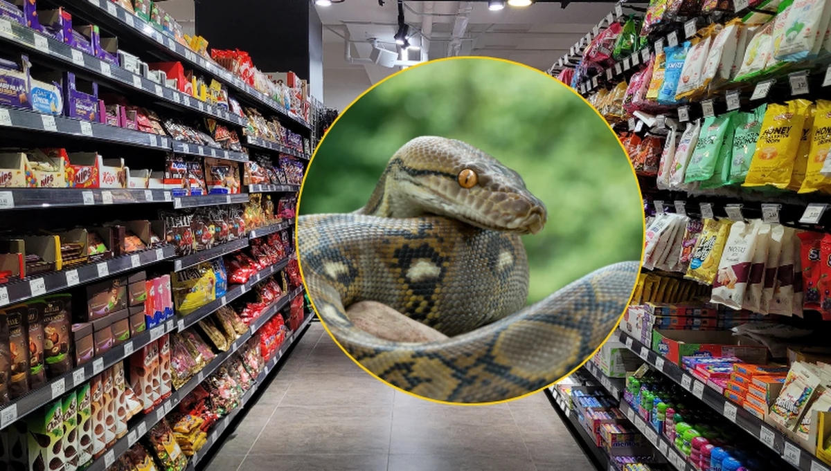 Przestępcy, kiedy chcą obrabować jakiś budynek, np. sklep, zwykle grożą pracownikom bronią białą, palną lub ich atrapami. Mężczyźni, którzy napadli na jedną ze stacji benzynowych w amerykańskim stanie Tennessee i ukradli olejek CBD o wartości 400 dolarów, zagrozili sprzedawcom czymś innym. Położyli na ladzie dwa pytony.