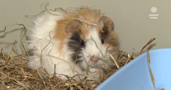 "Wydarzenia": Porzucone zwierzęta